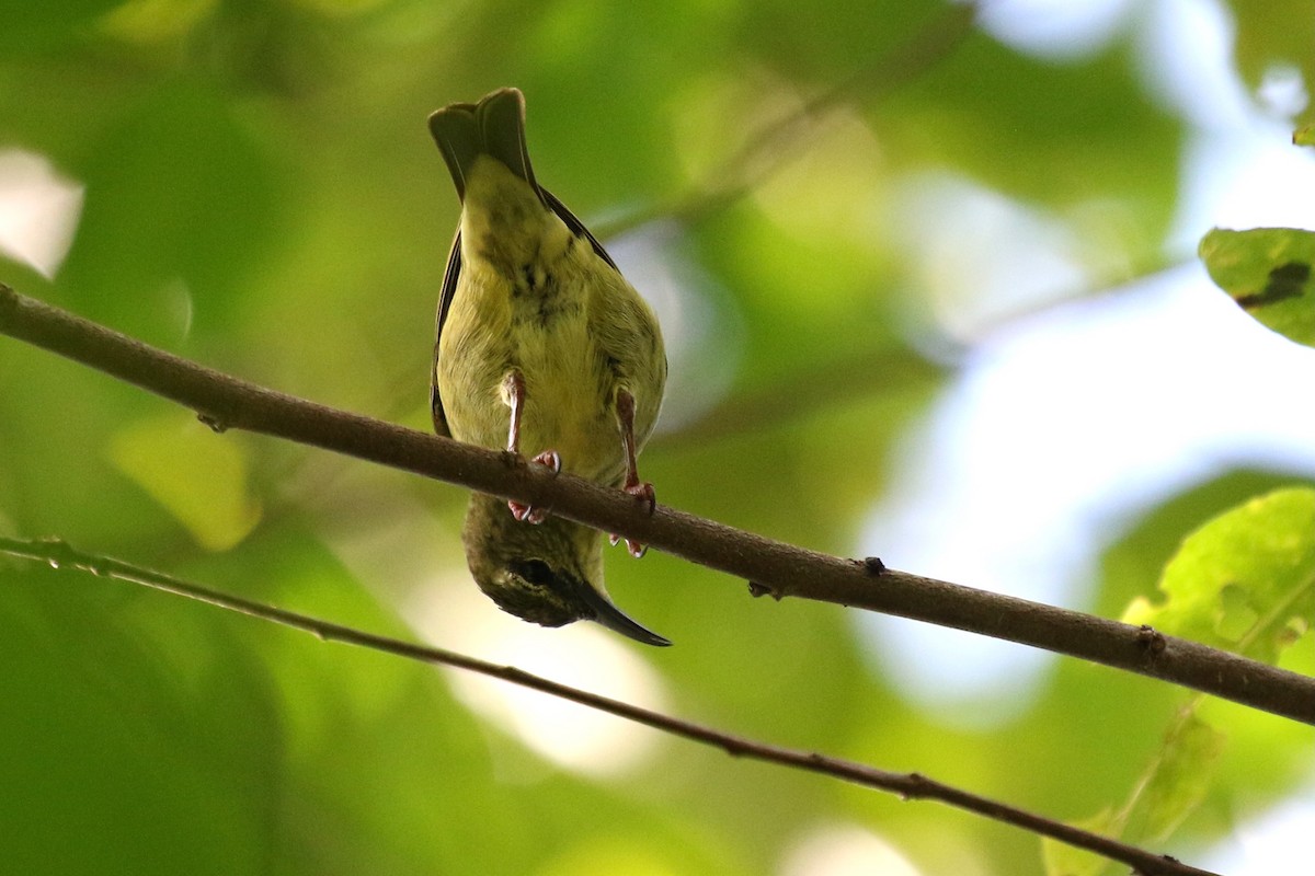 Red-legged Honeycreeper - Yury Shashenko