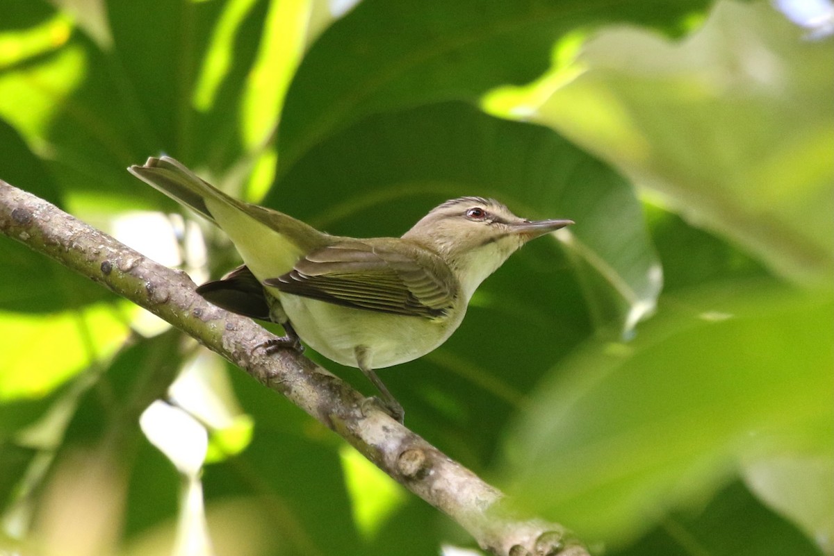 Black-whiskered Vireo - ML616687822