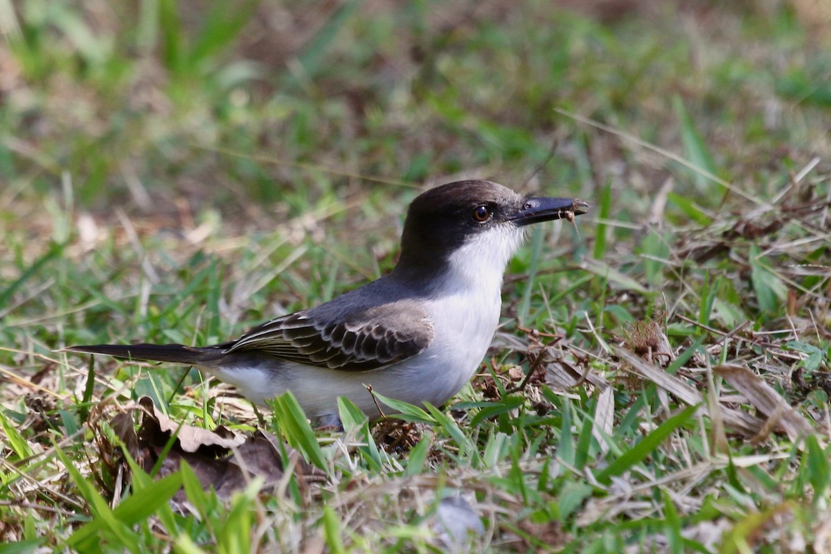 Loggerhead Kingbird - ML616687825