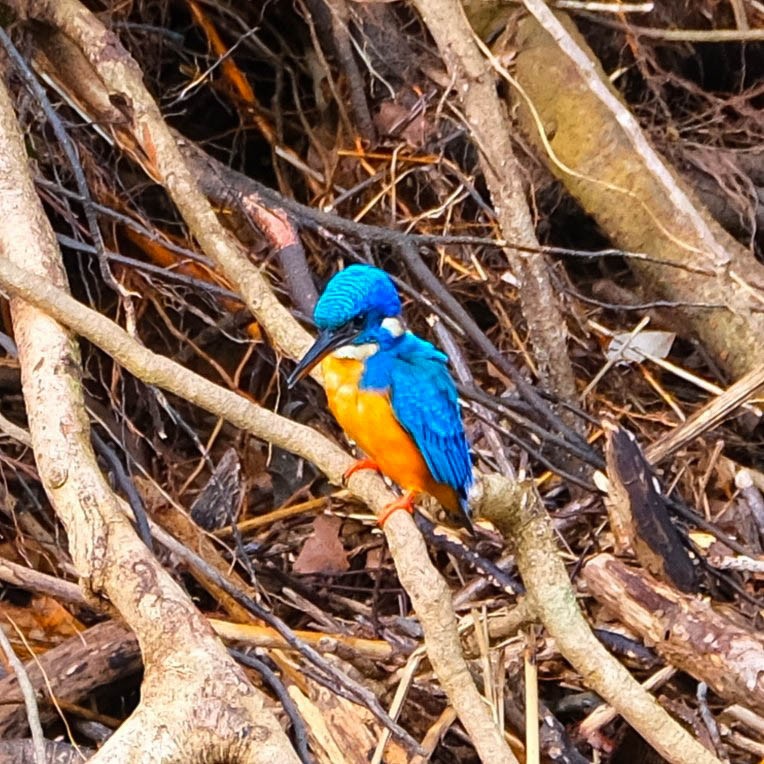 Half-collared Kingfisher - ML616687857