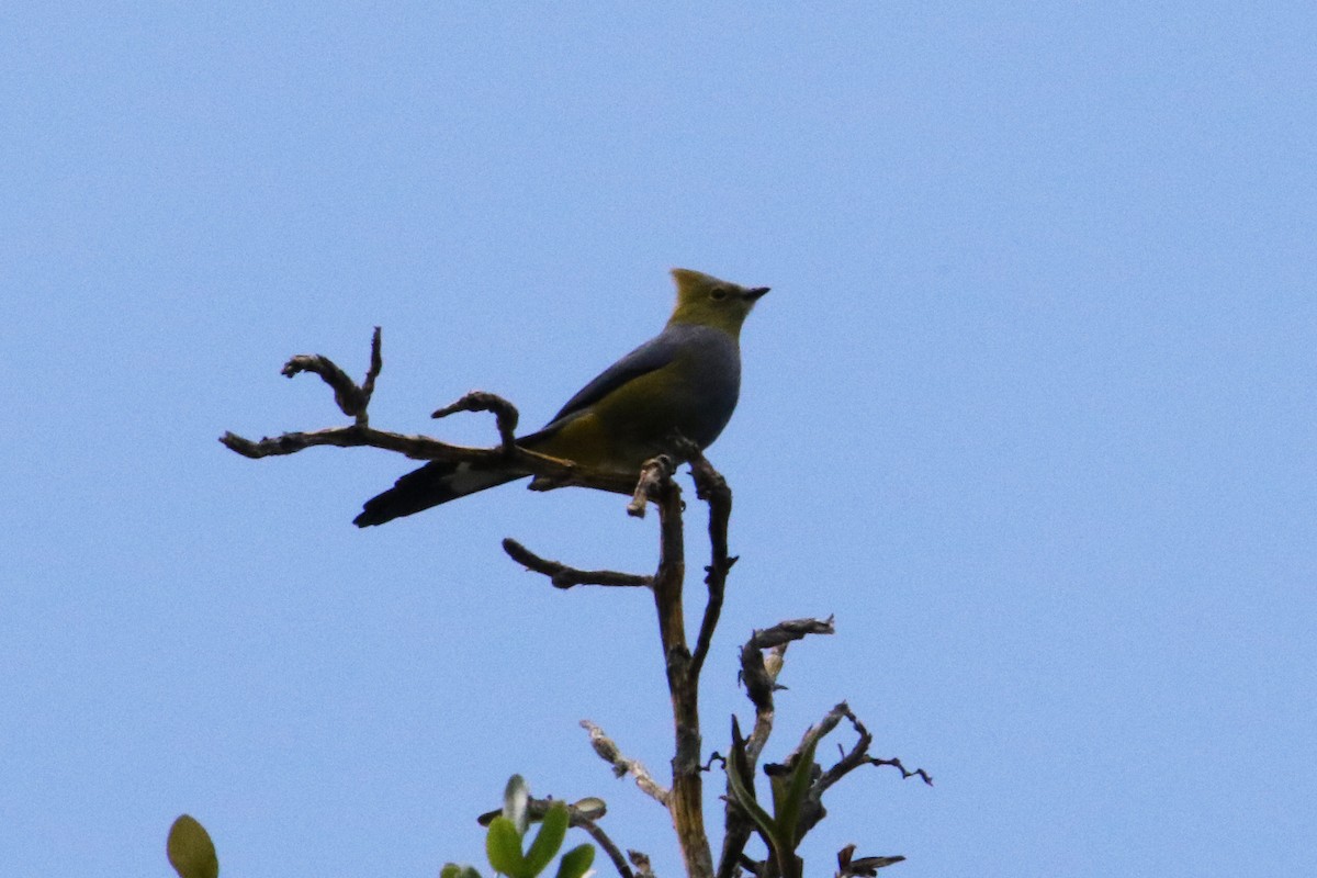 Long-tailed Silky-flycatcher - ML616687888