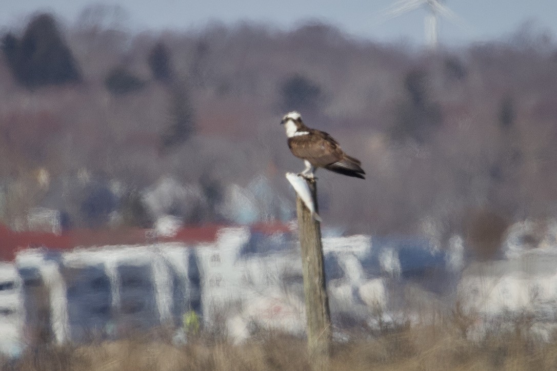 Osprey - Gordon Atkins