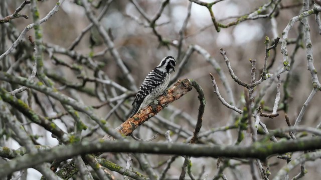 Nuttall's Woodpecker - ML616687952