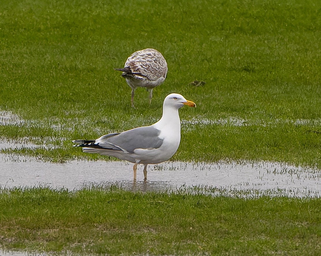 Herring x Lesser Black-backed Gull (hybrid) - ML616688013