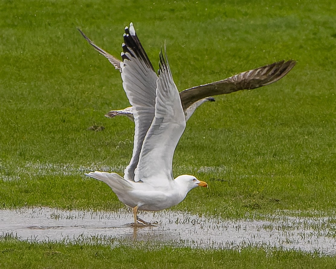 Herring x Lesser Black-backed Gull (hybrid) - ML616688014