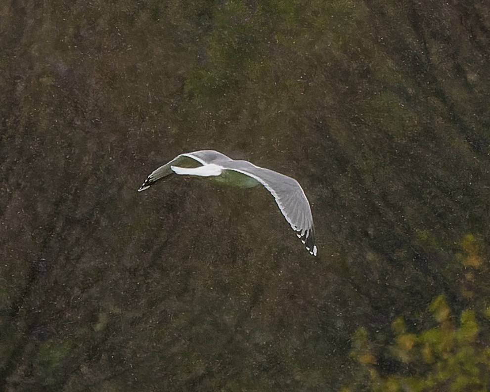 Herring x Lesser Black-backed Gull (hybrid) - ML616688031