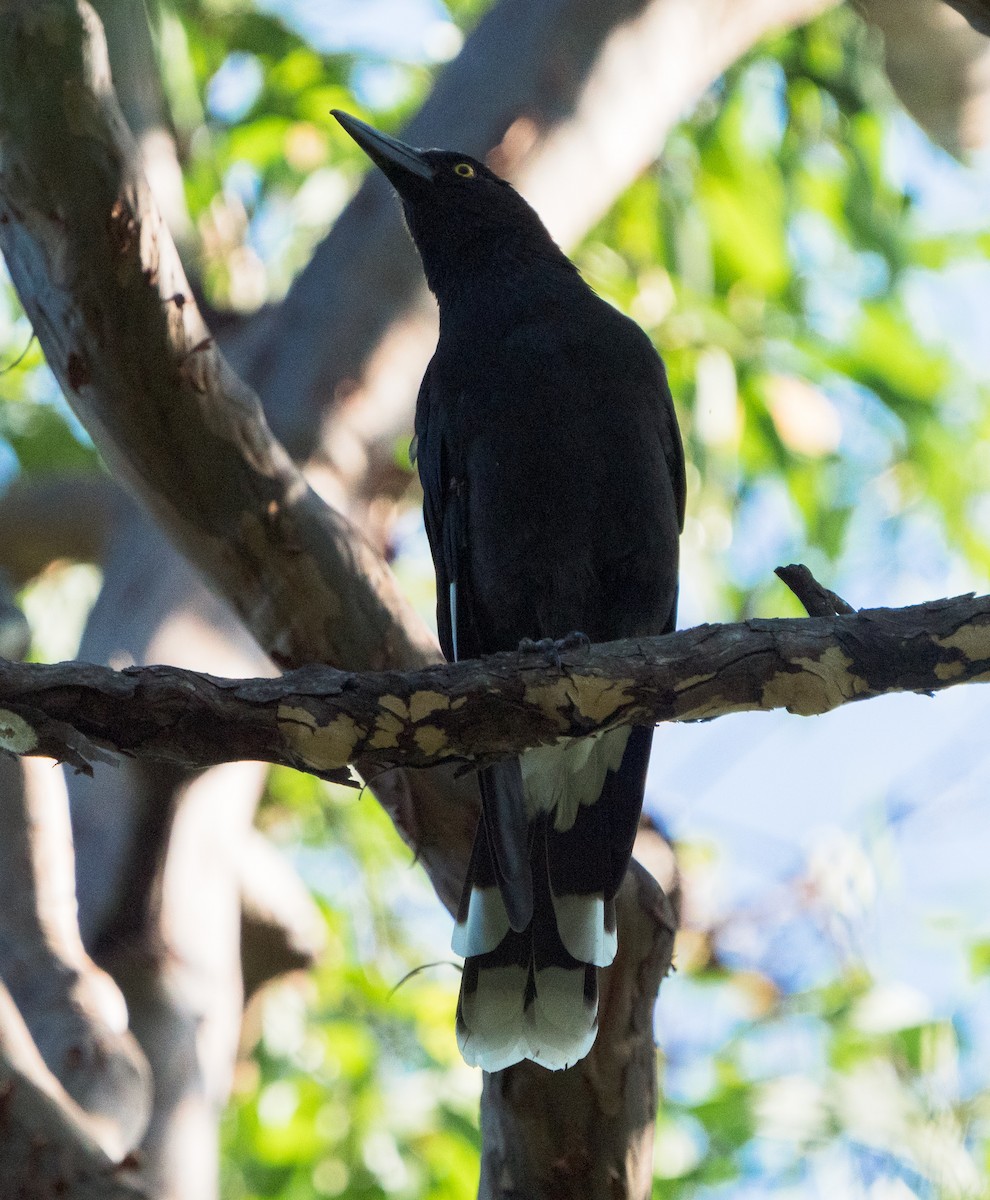 Pied Currawong - ML616688035
