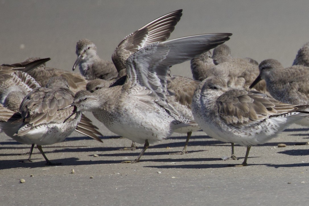 Red Knot - ML616688045