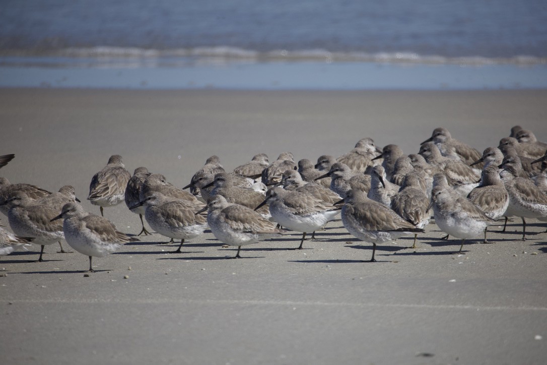 Red Knot - ML616688048