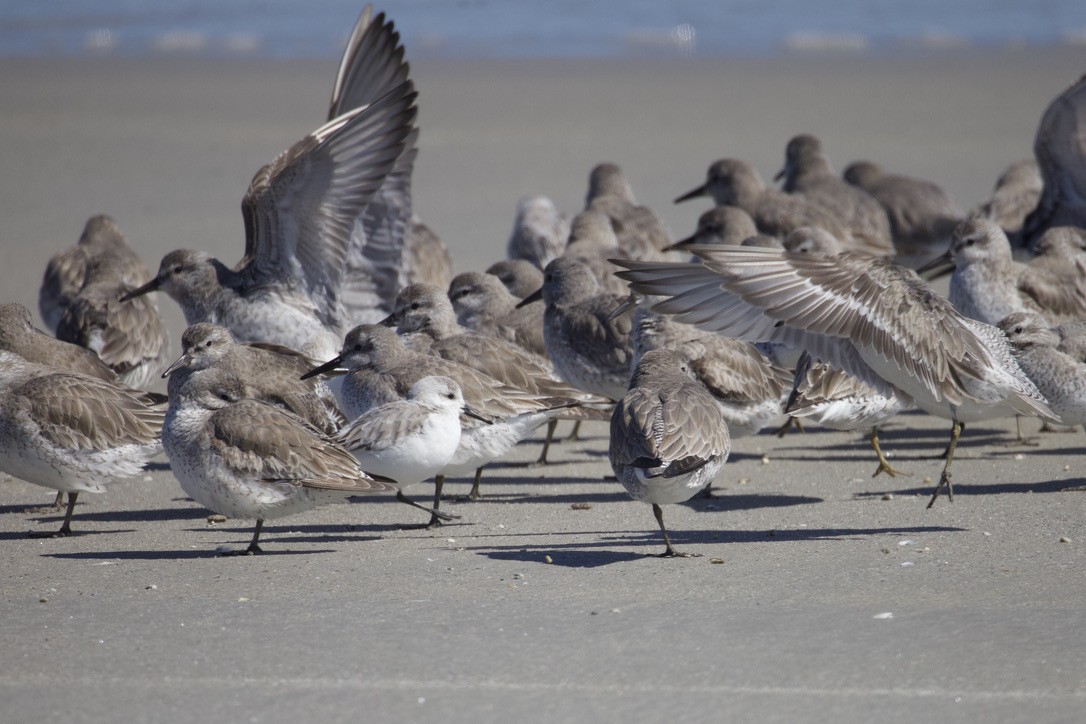 Red Knot - ML616688049