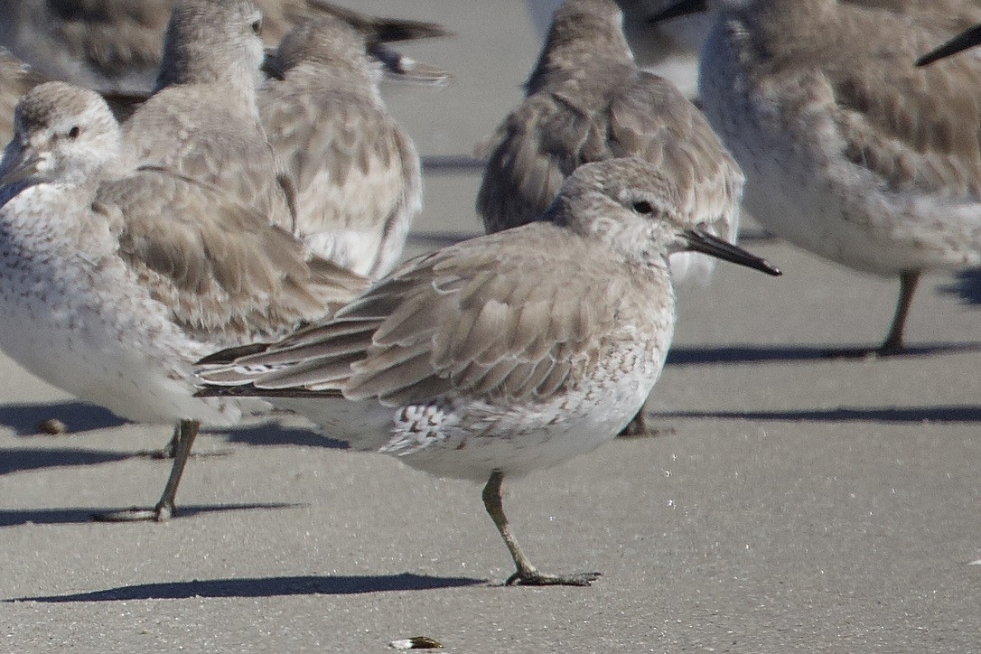 Red Knot - ML616688050