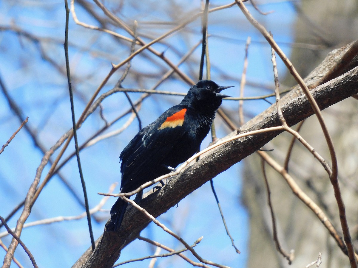 Red-winged Blackbird - Asher Perkins