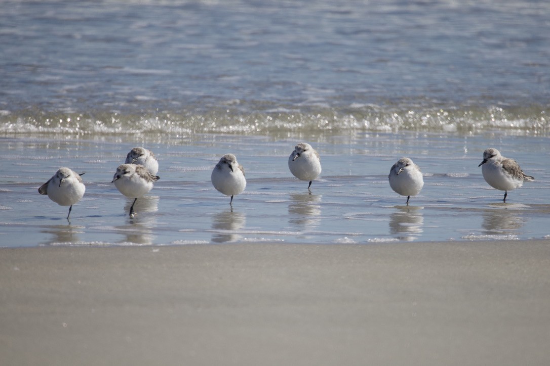 Sanderling - ML616688075