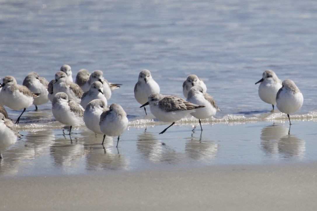 Sanderling - ML616688076