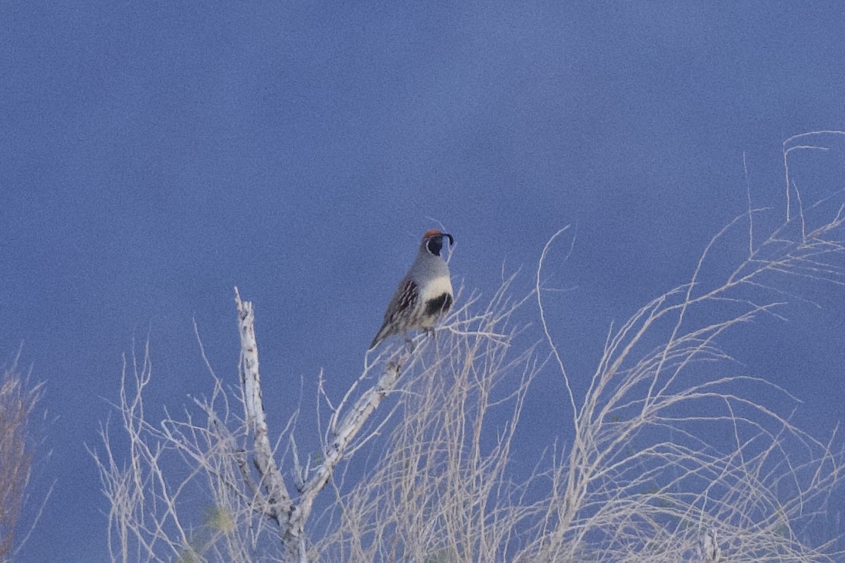 Gambel's Quail - ML616688084