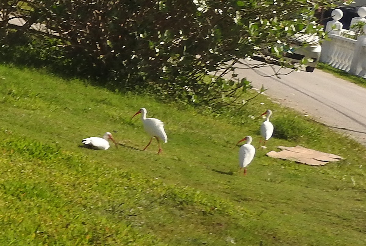 White Ibis - ML616688123