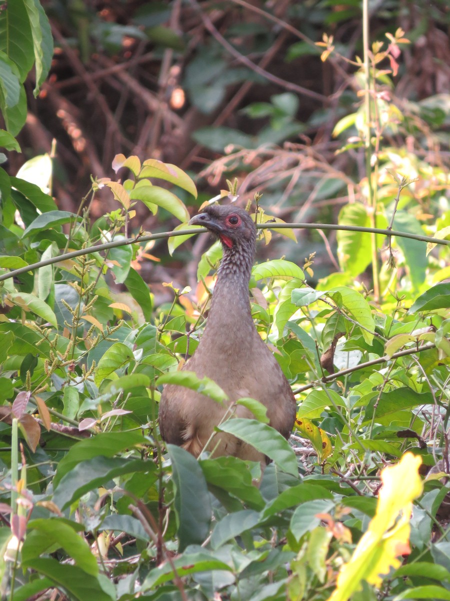 West Mexican Chachalaca - ML616688132