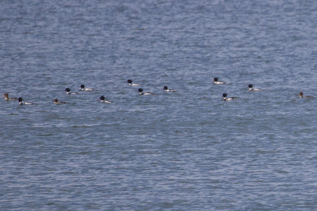 Red-breasted Merganser - ML616688145