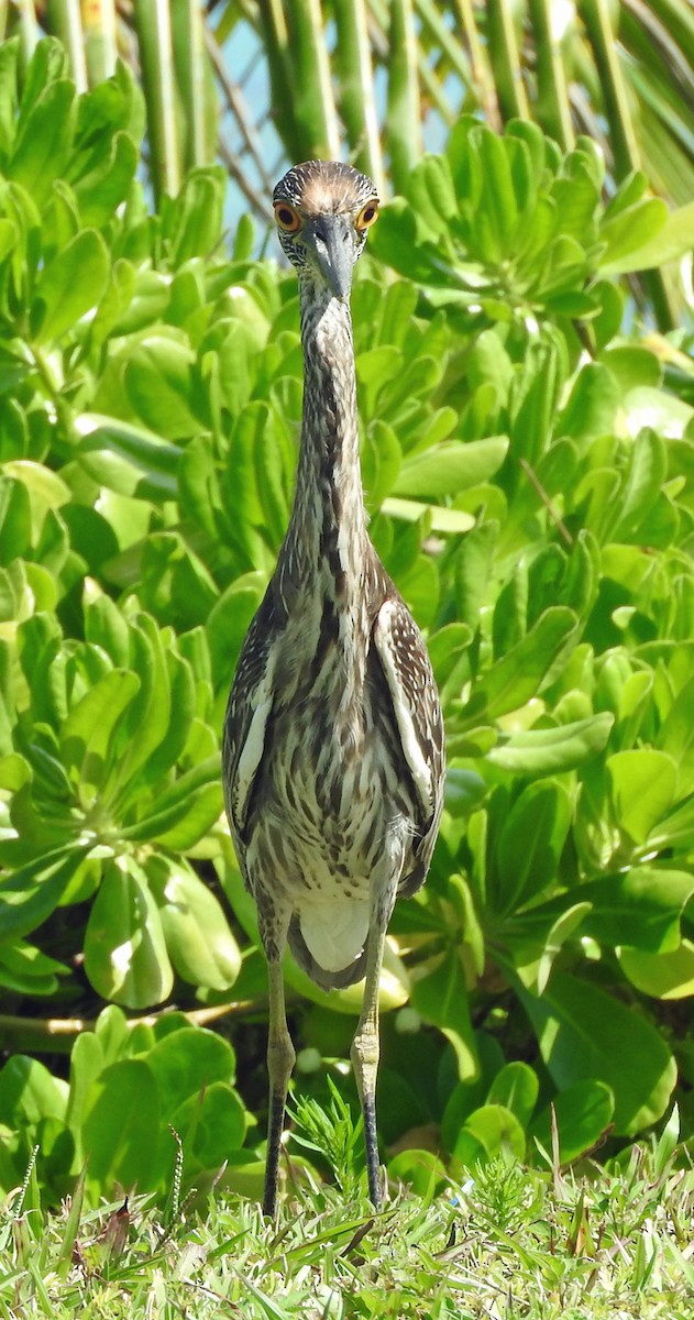 Yellow-crowned Night Heron - ML616688153