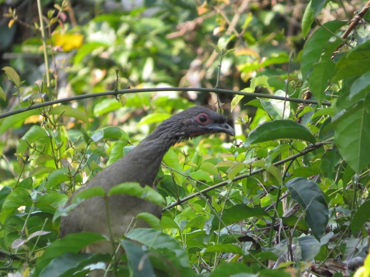 West Mexican Chachalaca - ML616688154