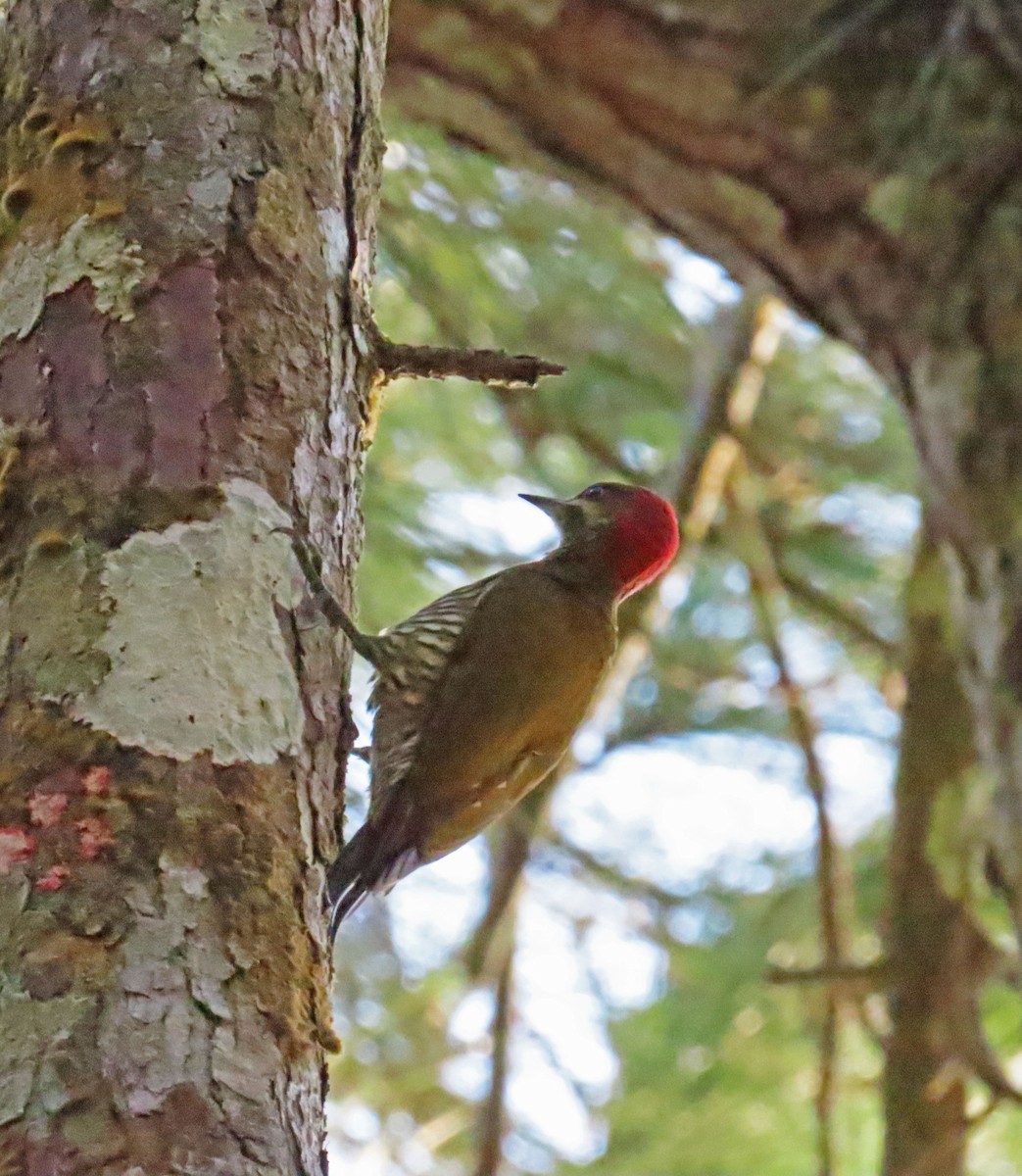 Stripe-cheeked Woodpecker - ML616688169