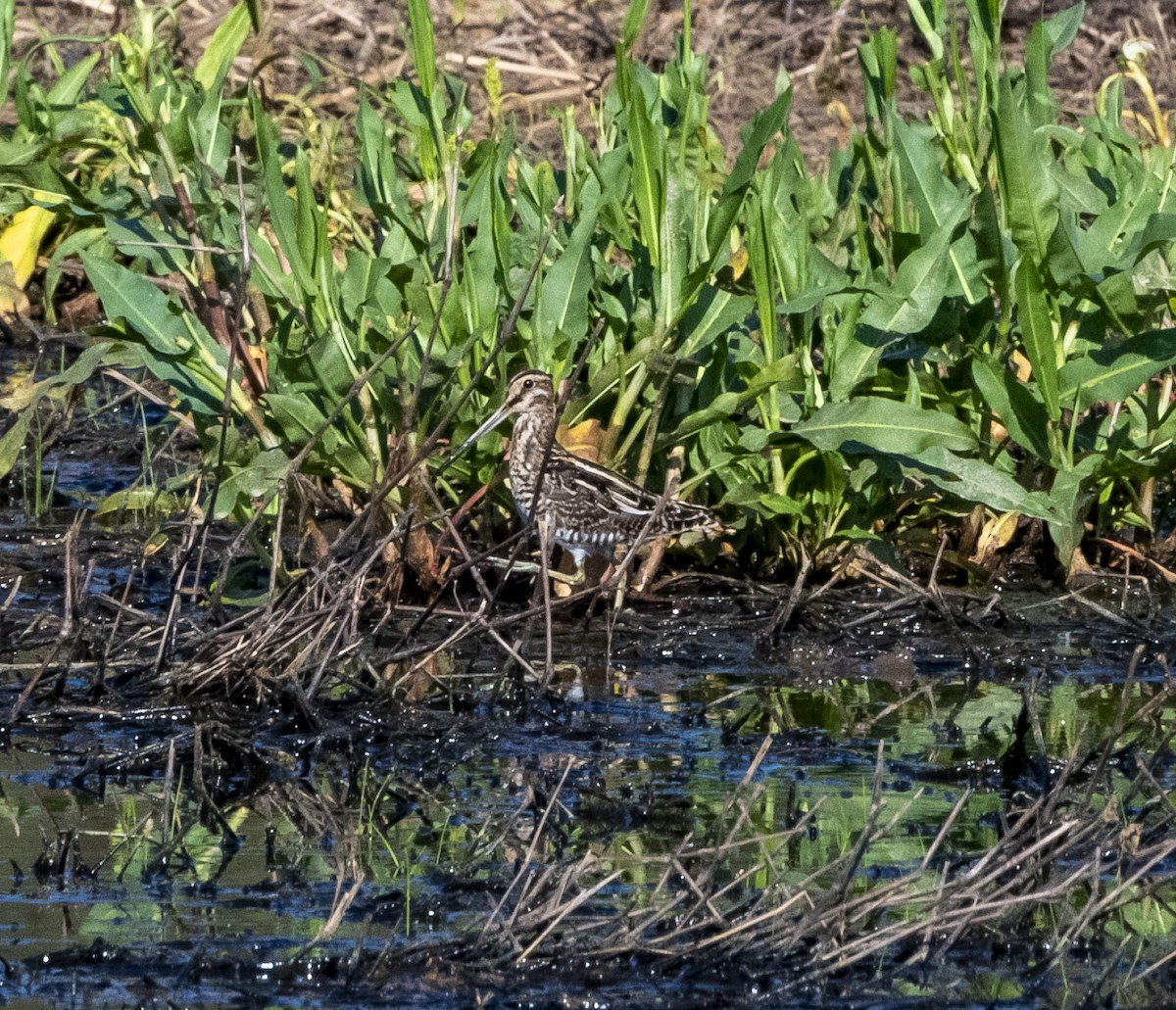 Wilson's Snipe - ML616688176