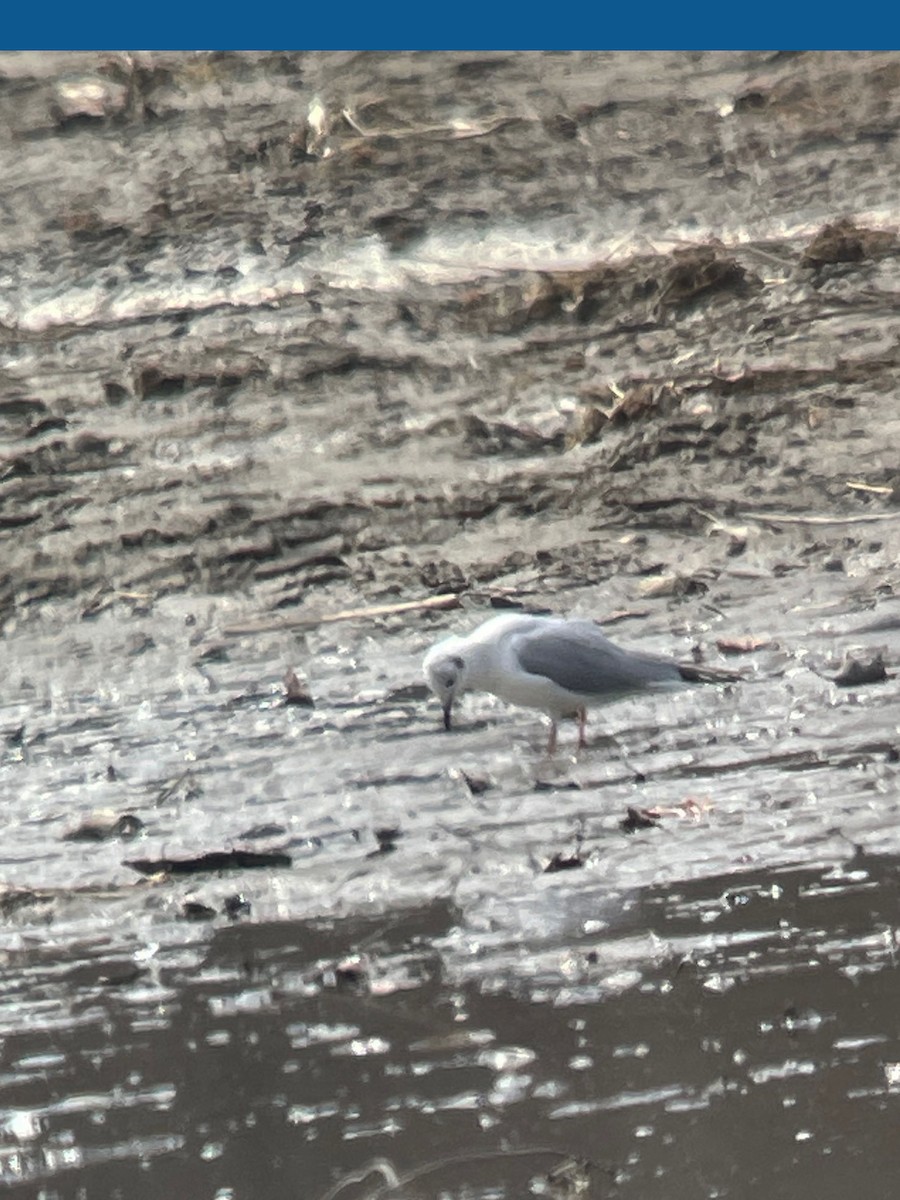 Bonaparte's Gull - ML616688179