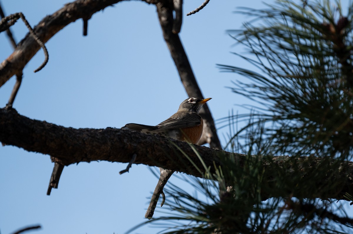 American Robin - ML616688198