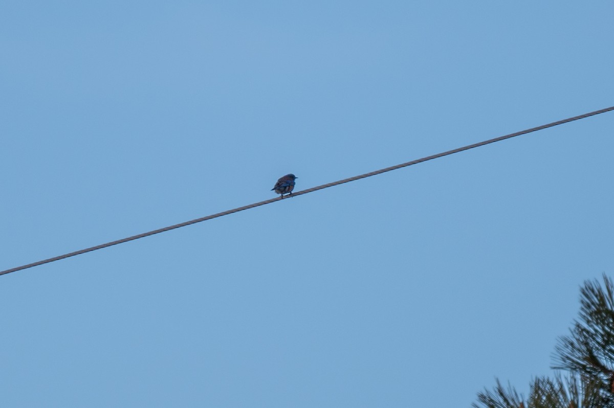Western Bluebird - ML616688202