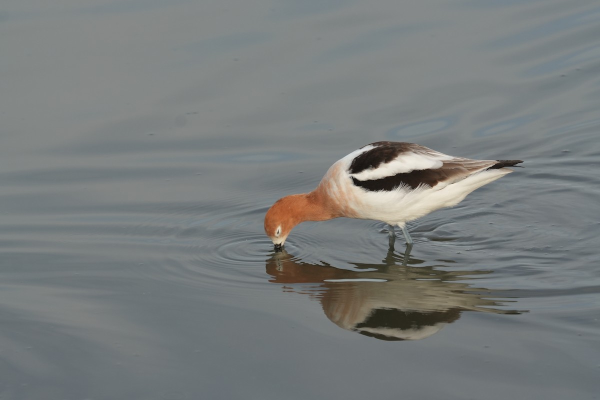 American Avocet - ML616688218