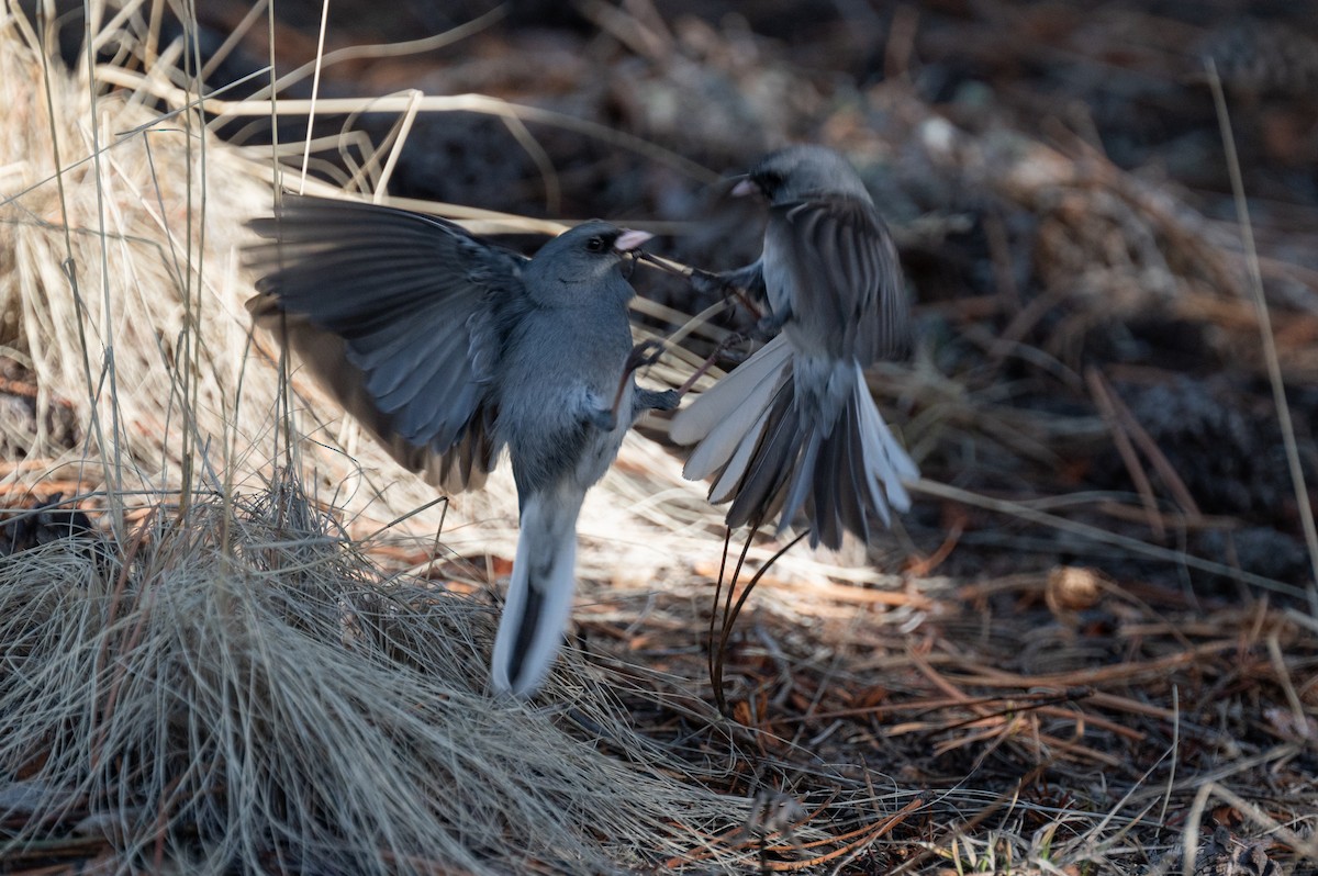 Dark-eyed Junco - ML616688221