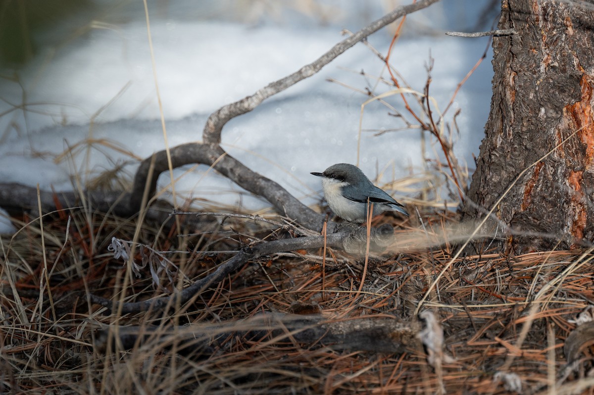 Pygmy Nuthatch - ML616688226