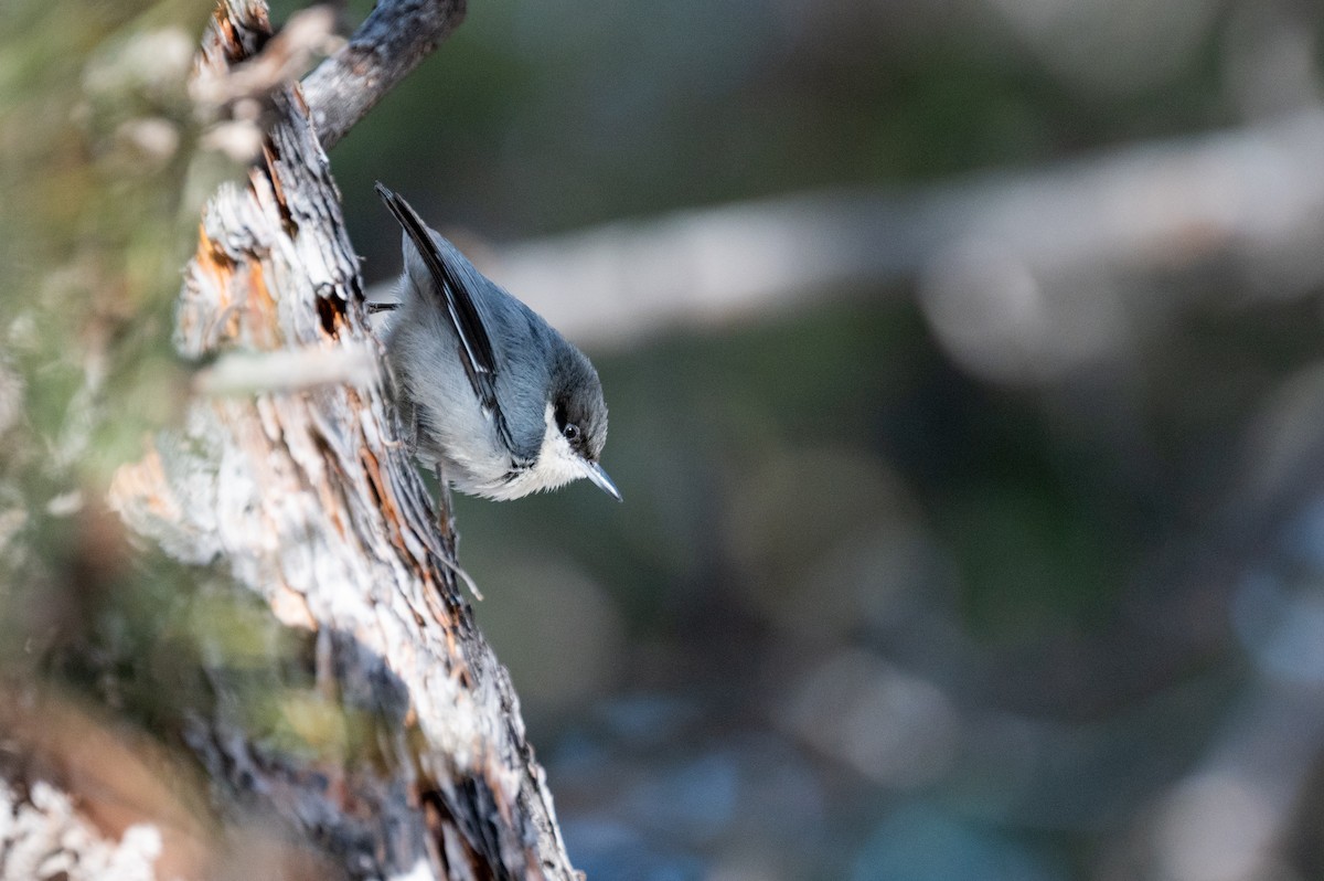 Pygmy Nuthatch - ML616688229