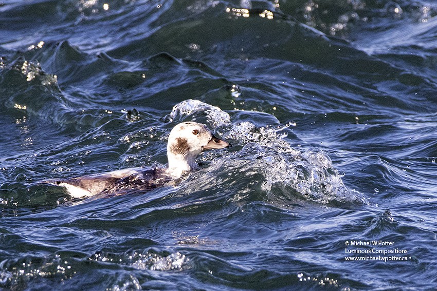 Long-tailed Duck - Michael Potter