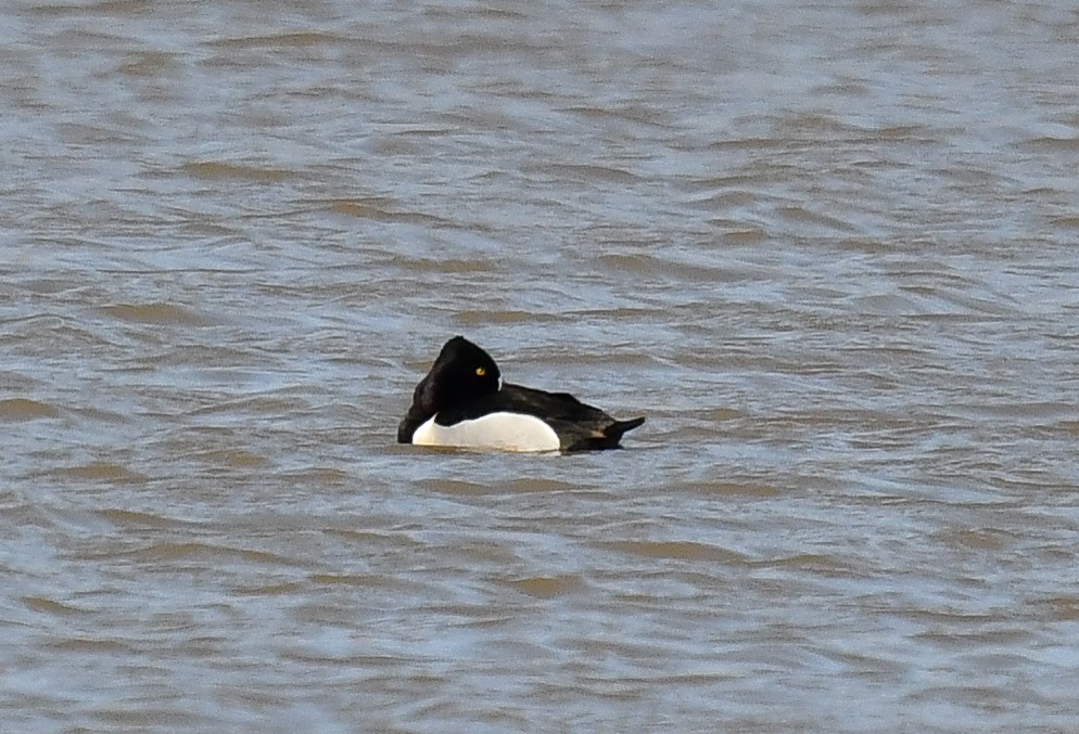 Ring-necked Duck - ML616688264