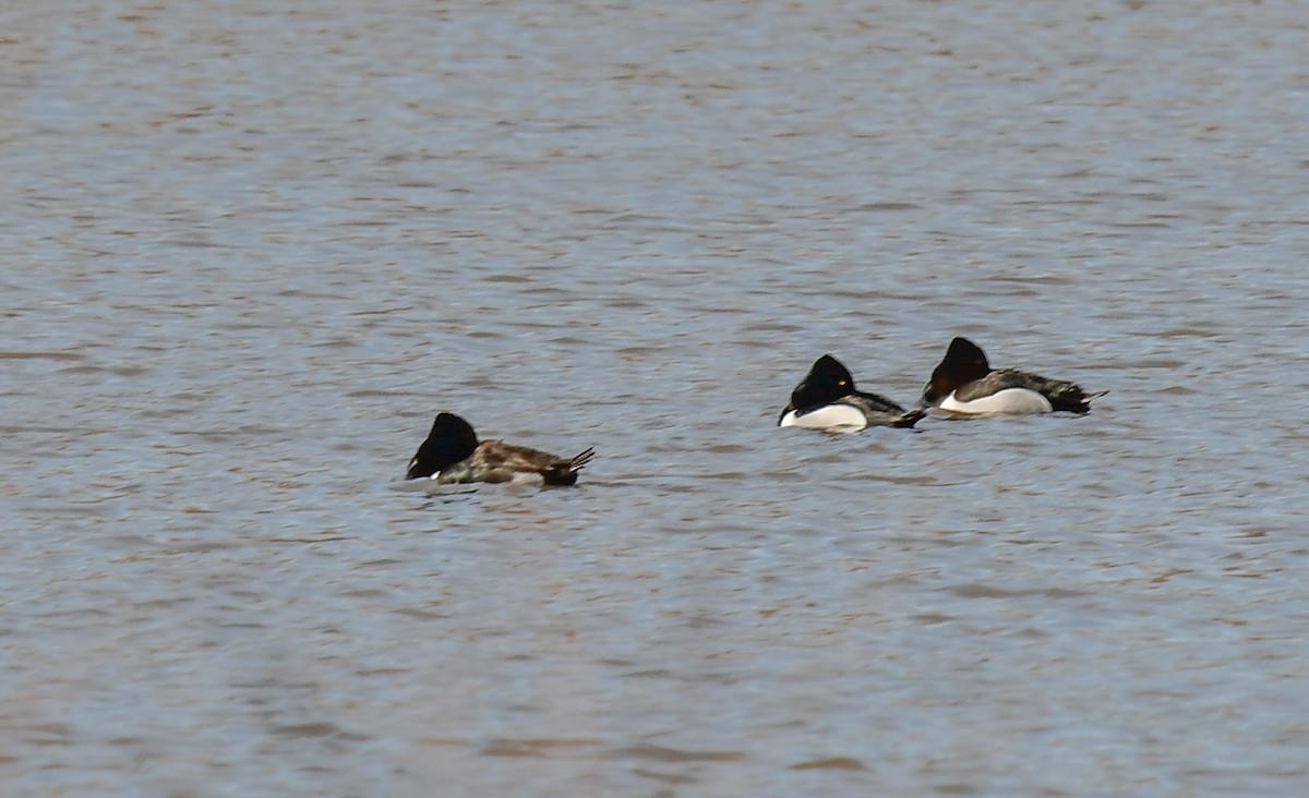 環頸潛鴨 - ML616688265