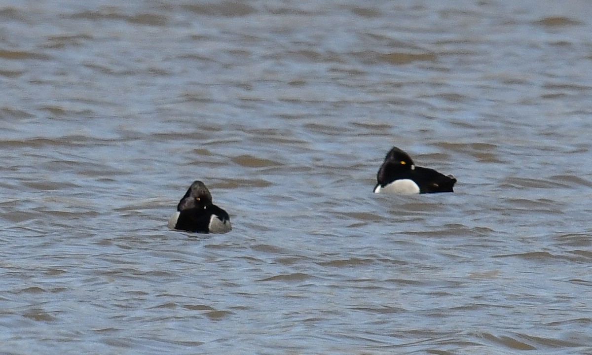 Ring-necked Duck - ML616688266