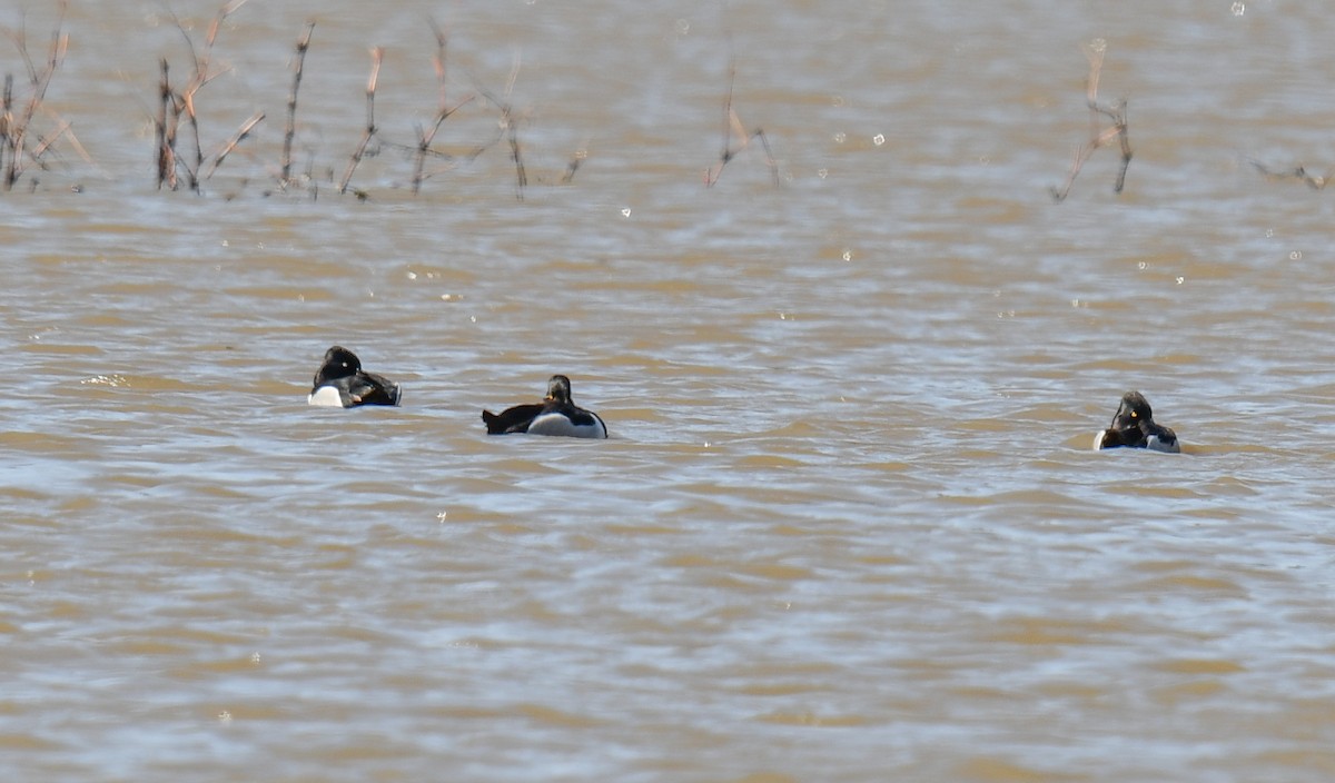 Ring-necked Duck - ML616688267