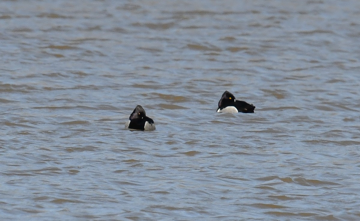 Ring-necked Duck - ML616688268