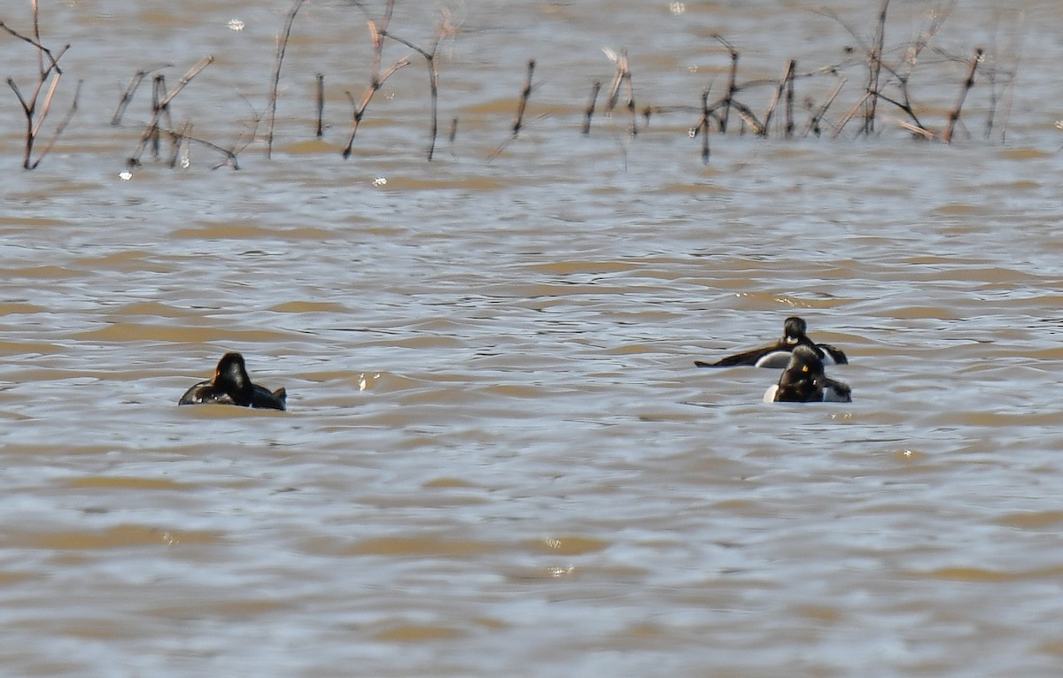 Ring-necked Duck - ML616688269