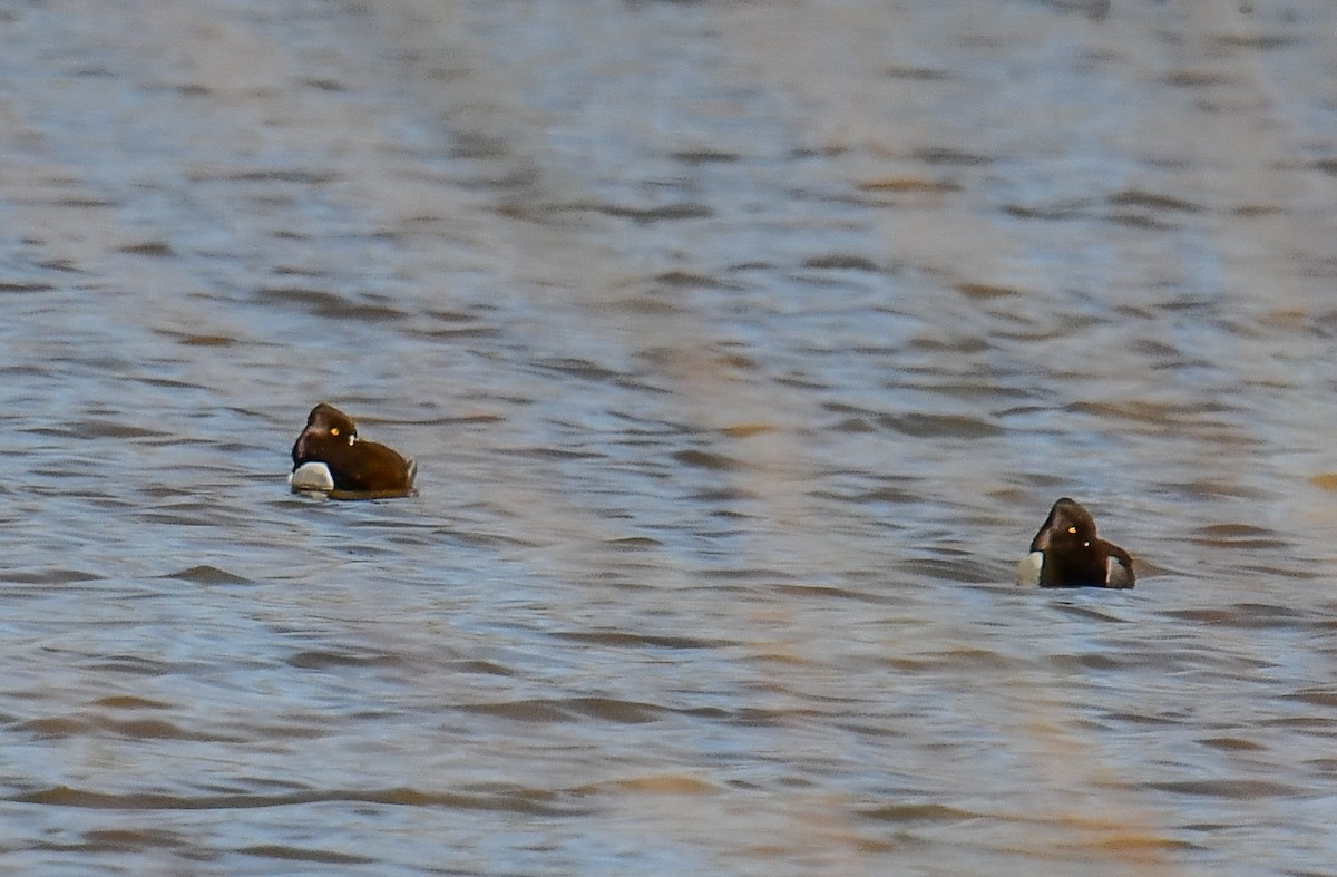 Ring-necked Duck - ML616688270