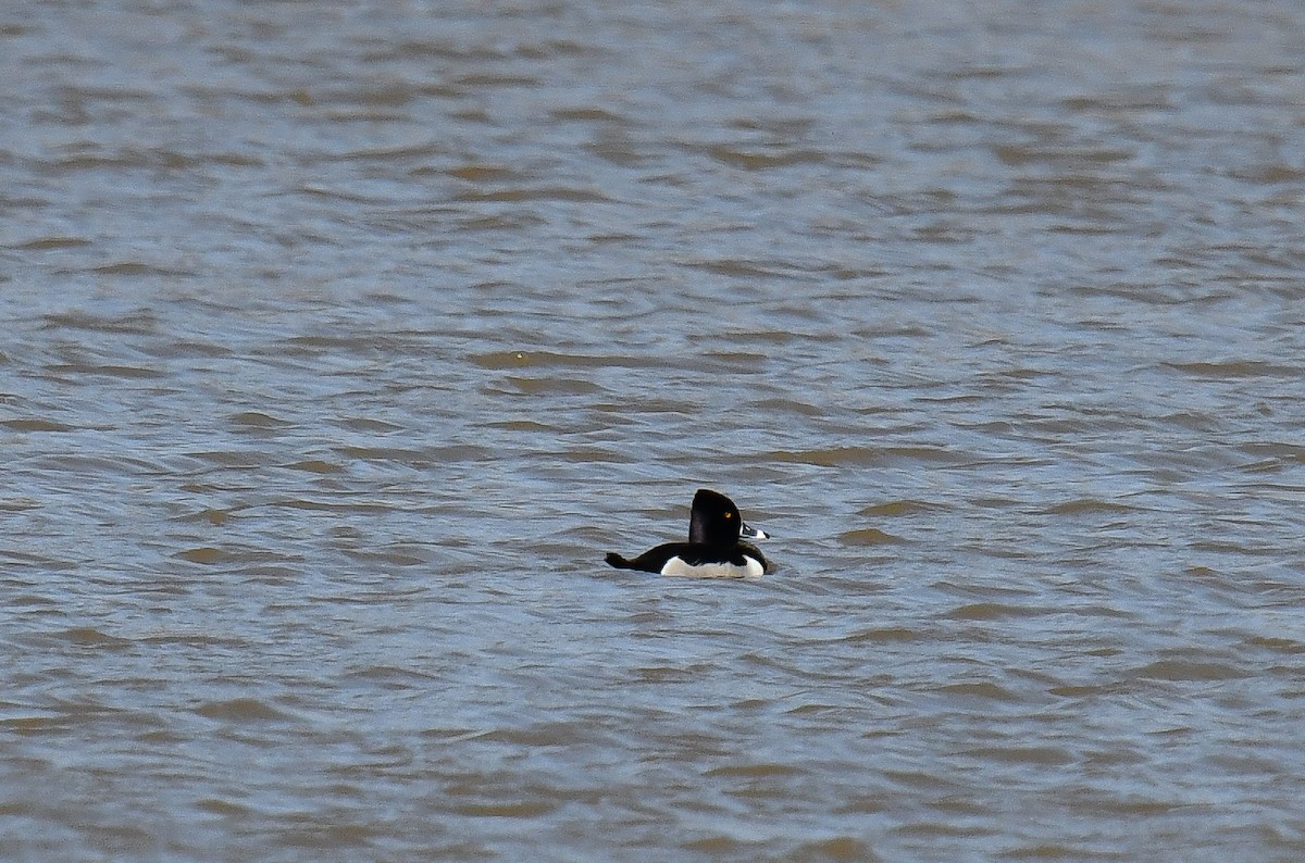 Ring-necked Duck - ML616688271