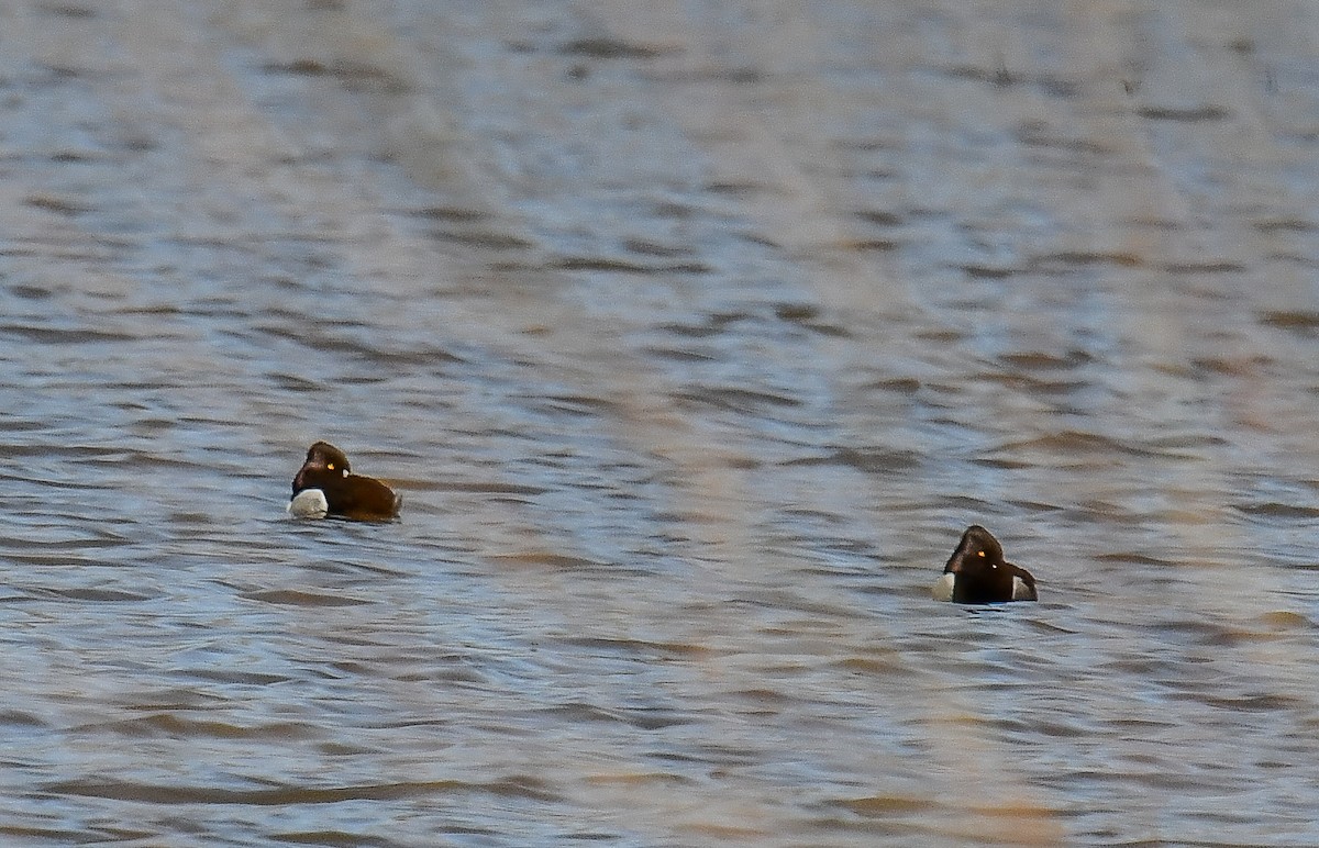 Ring-necked Duck - ML616688272