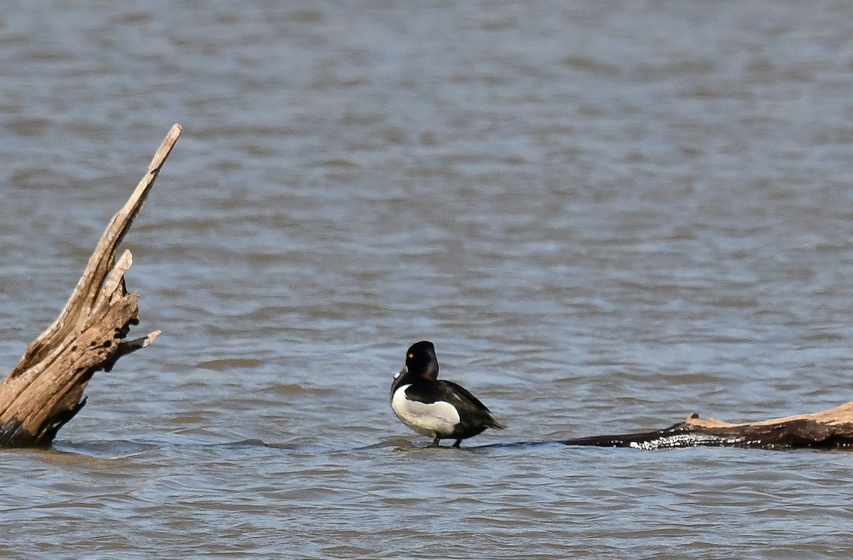 Ring-necked Duck - ML616688273