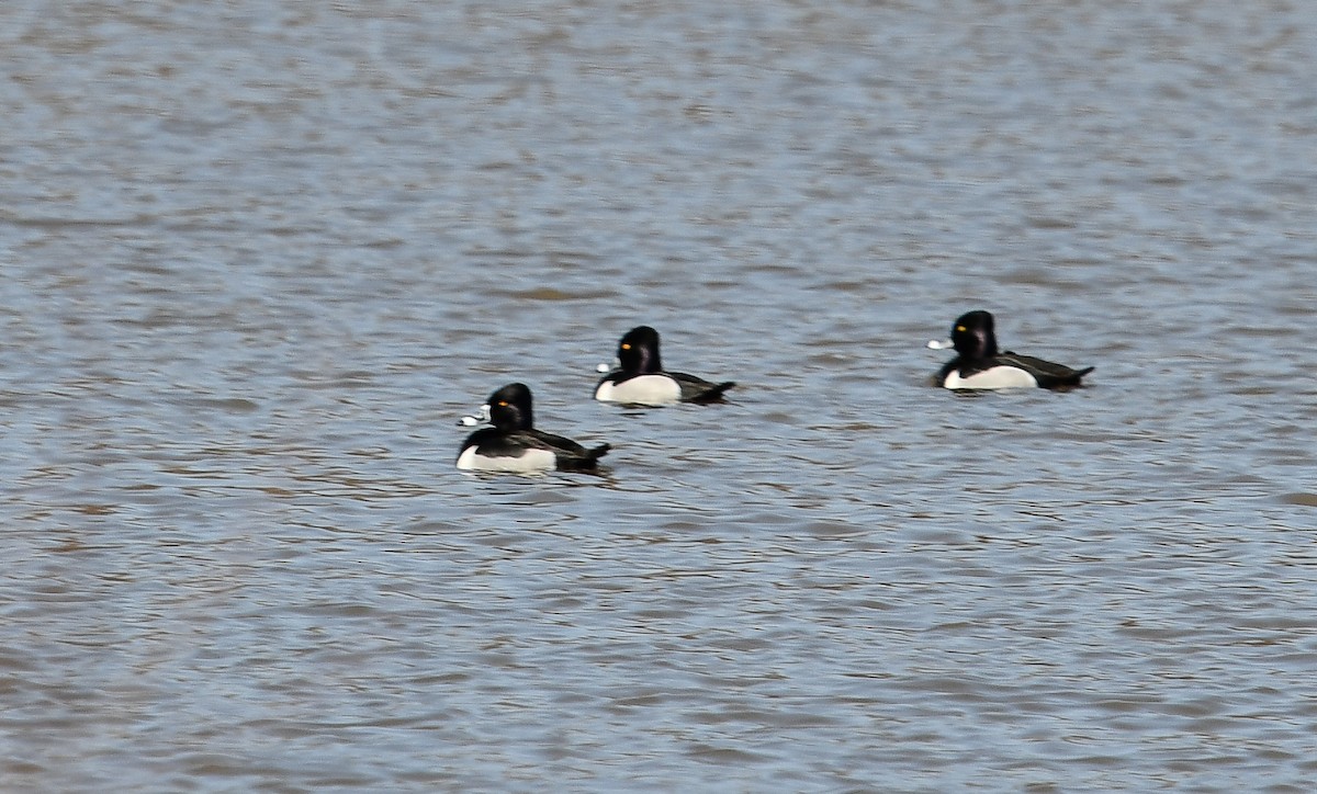 環頸潛鴨 - ML616688275