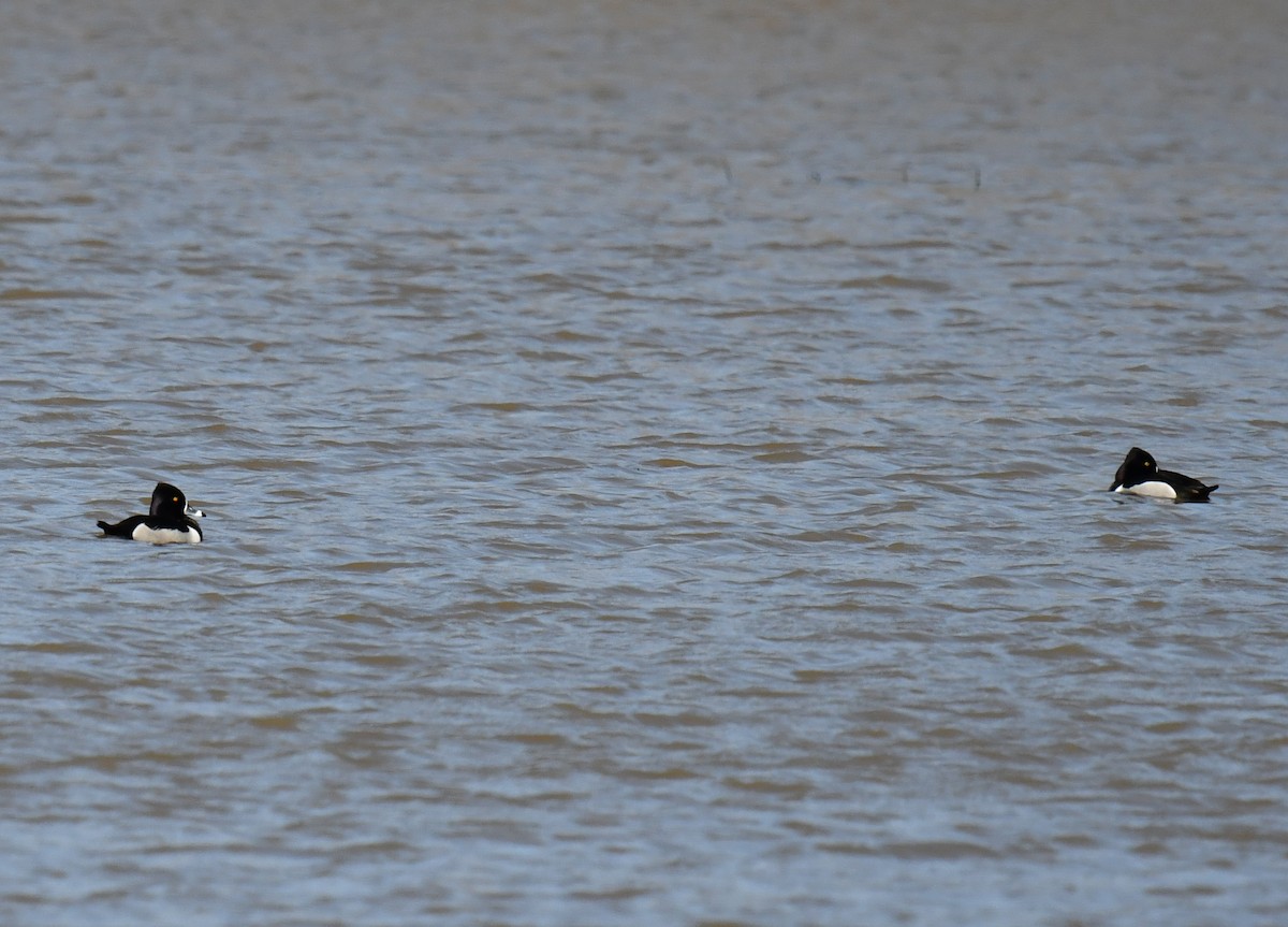 Ring-necked Duck - ML616688277