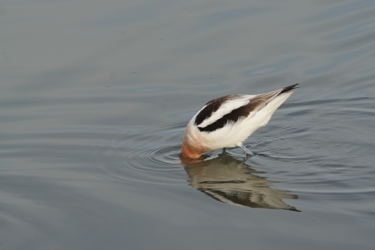 American Avocet - ML616688315