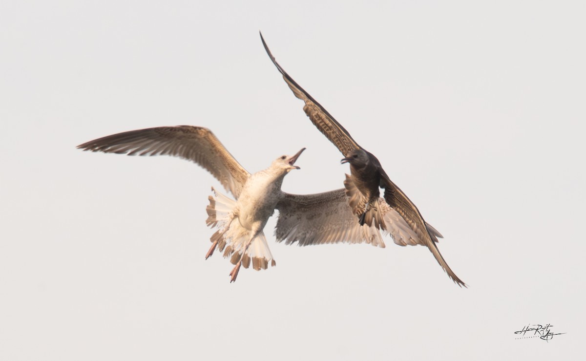 Parasitic Jaeger - ML616688316