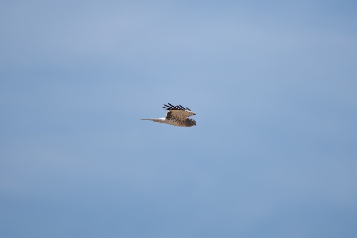 Northern Harrier - Mael Glon