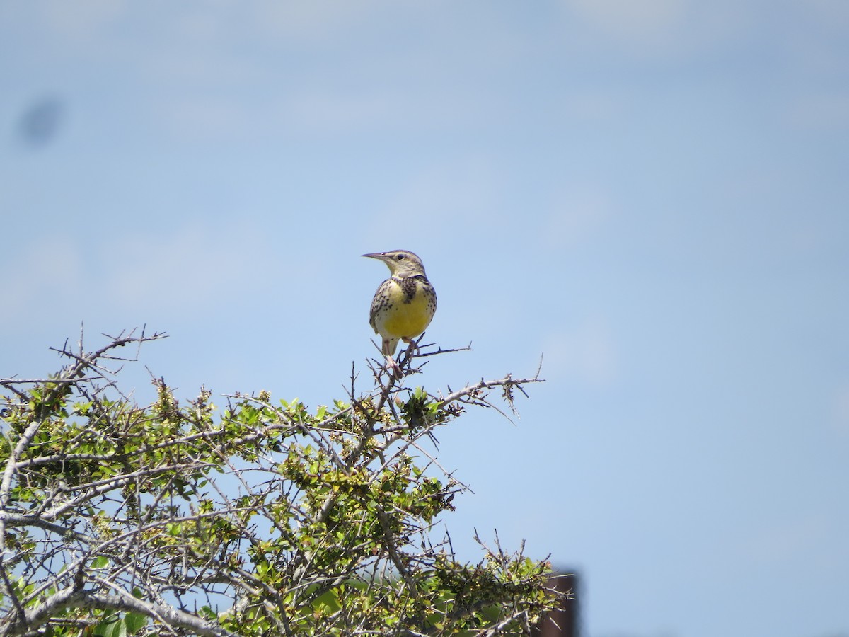 Western Meadowlark - ML616688333